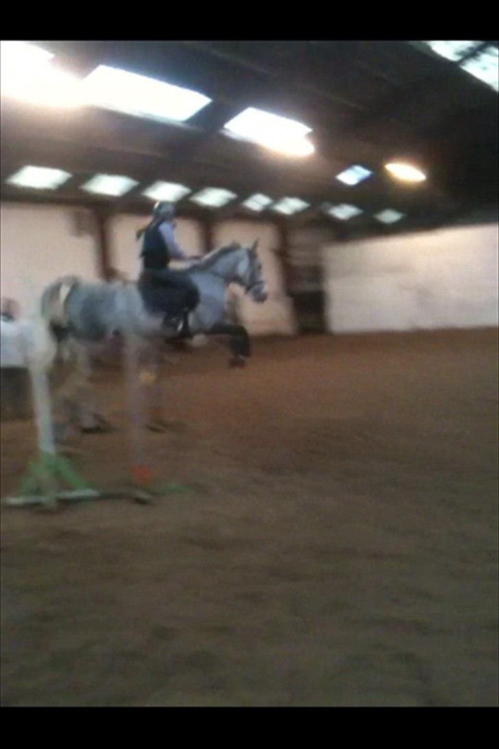 Hollandsk Sportspony Spice Girll billede 7