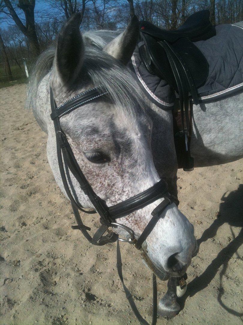 Hollandsk Sportspony Spice Girll billede 8