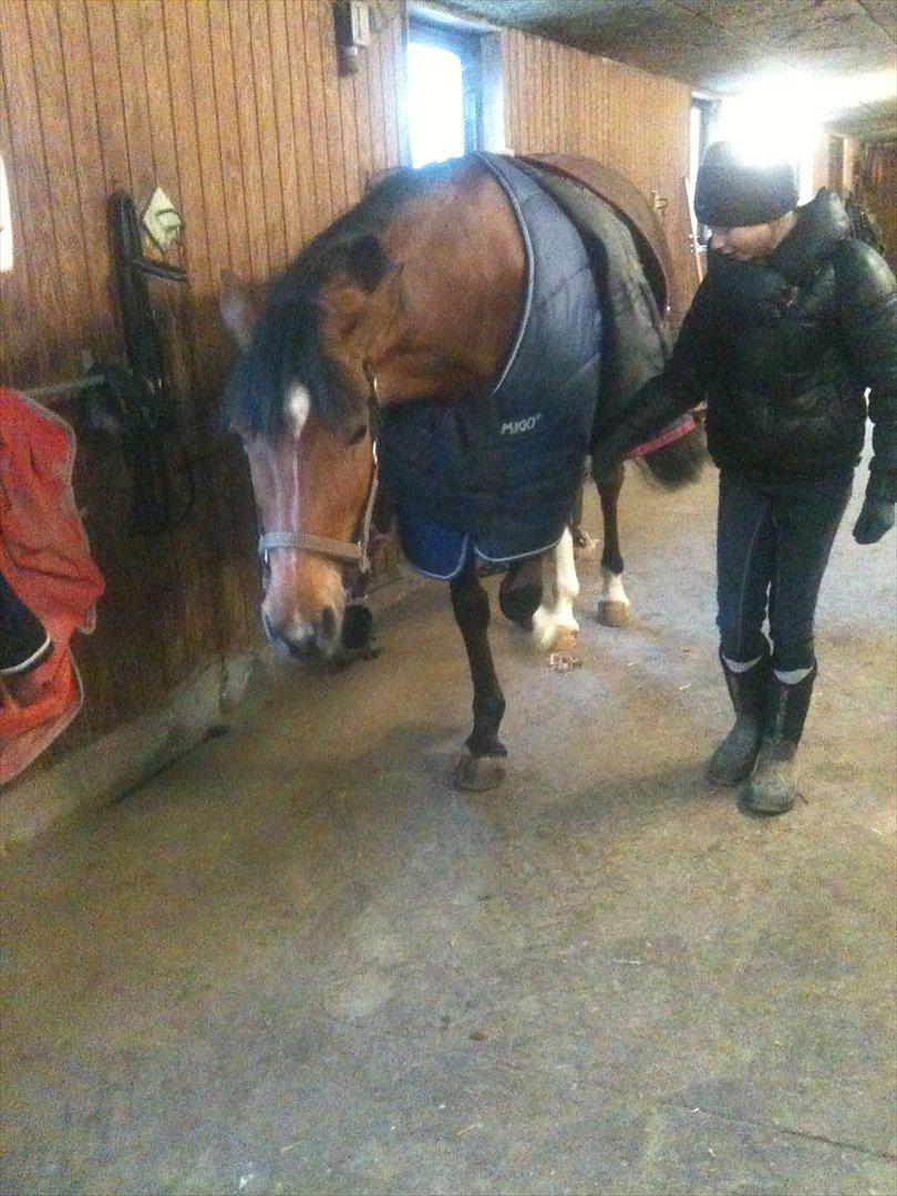 Hollandsk Sportspony Kira billede 17