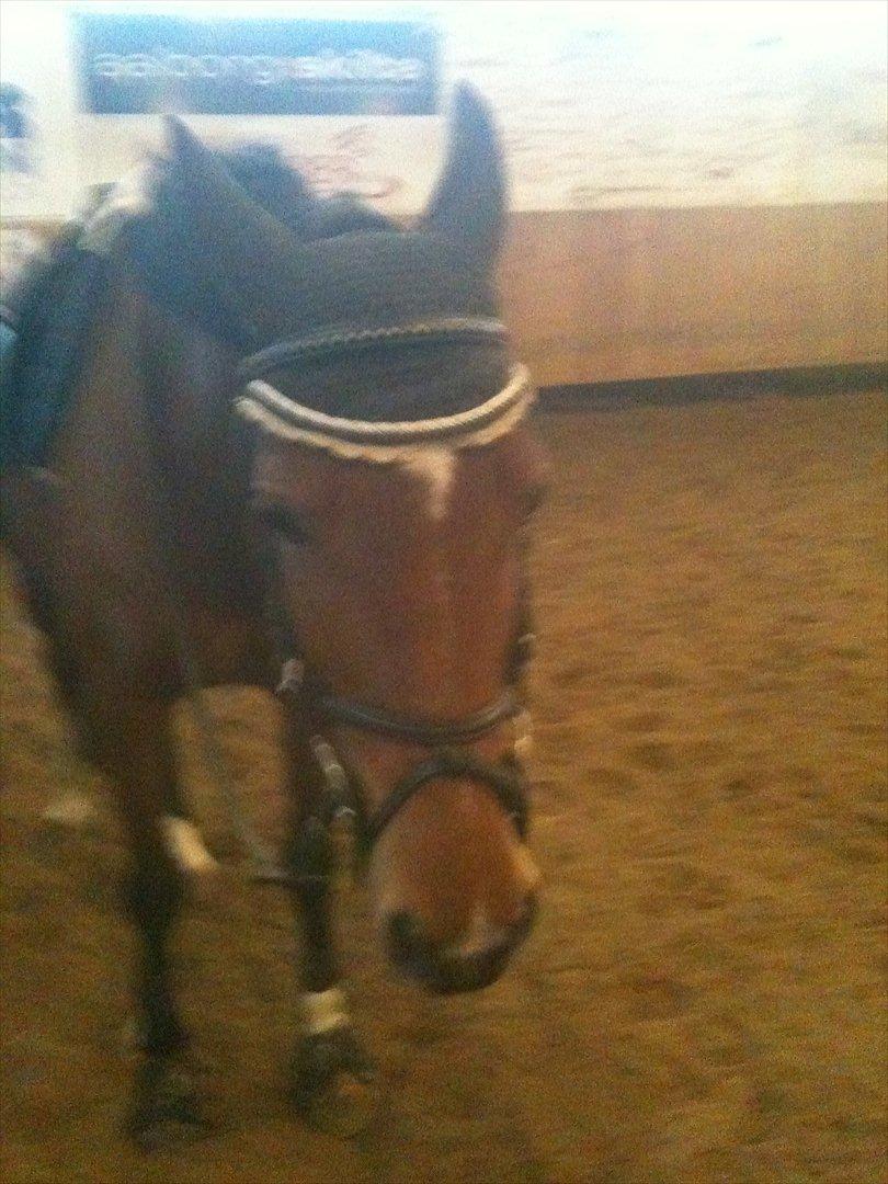 Hollandsk Sportspony Kira billede 18