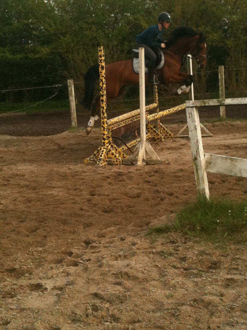 Hollandsk Sportspony Kira billede 19