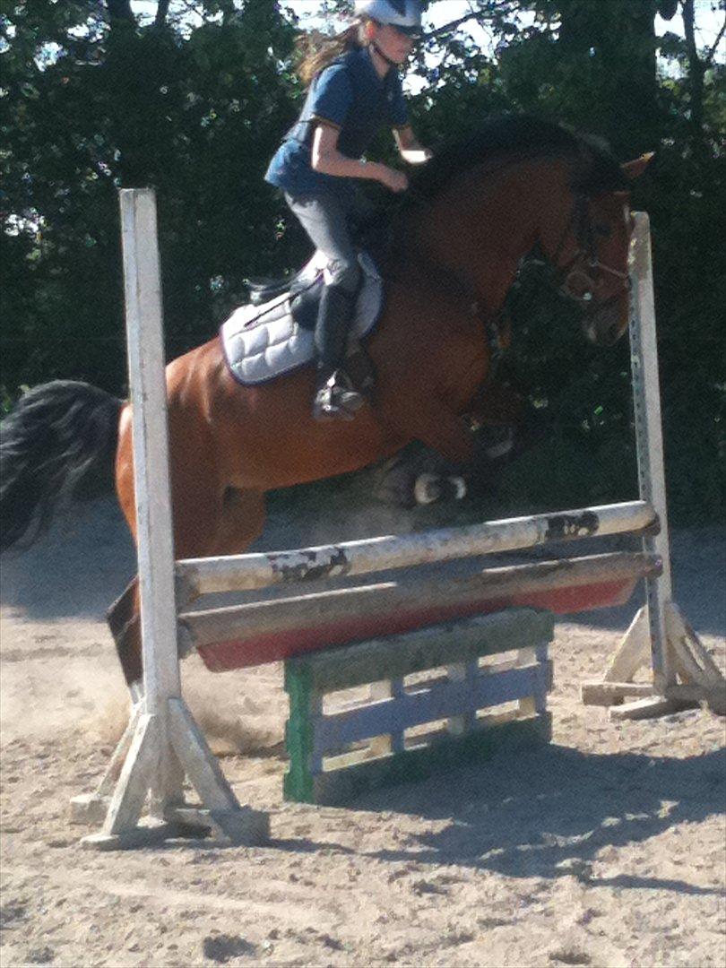 Hollandsk Sportspony Kira billede 20