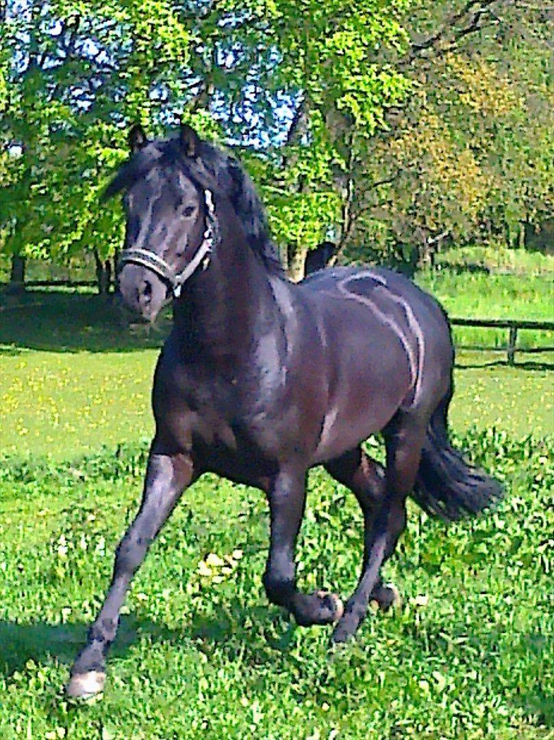 New Forest Gay Count Zidan - Sådan et dejligt billede af bassen! <3 billede 11