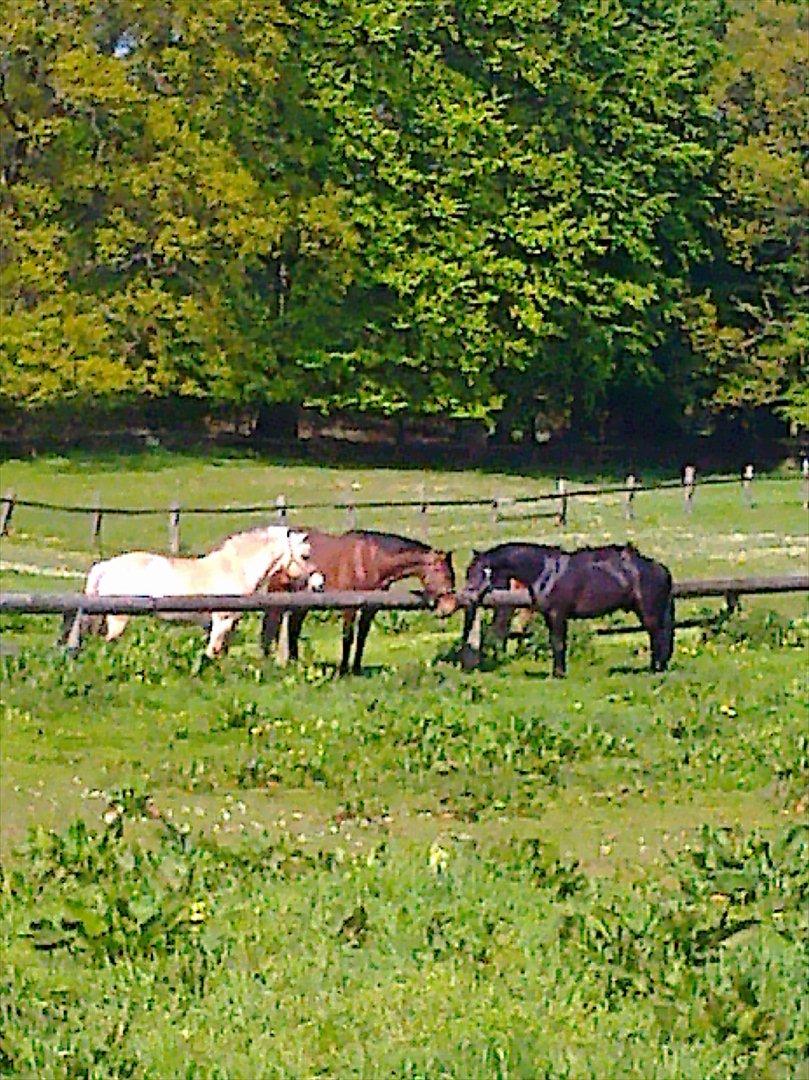 New Forest Gay Count Zidan - lige da jeg havde fået ham hjem:D nye venner!  billede 12