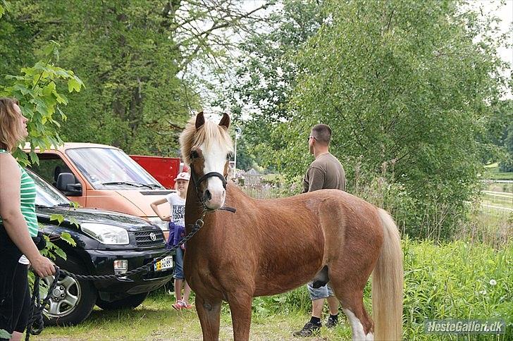 Welsh Mountain (sec A) fjordens snuske "Baloo" <3 - søde lille baloo til pony galopløb billede 8