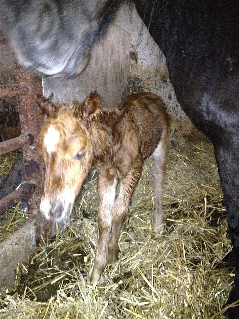 Anden særlig race Antos Maya - 23,20 d. 25/5.. Helt ny billede 2