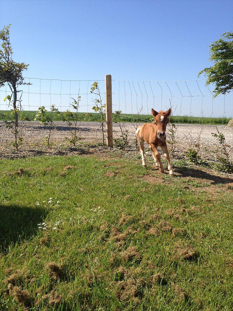 Anden særlig race Antos Maya billede 9