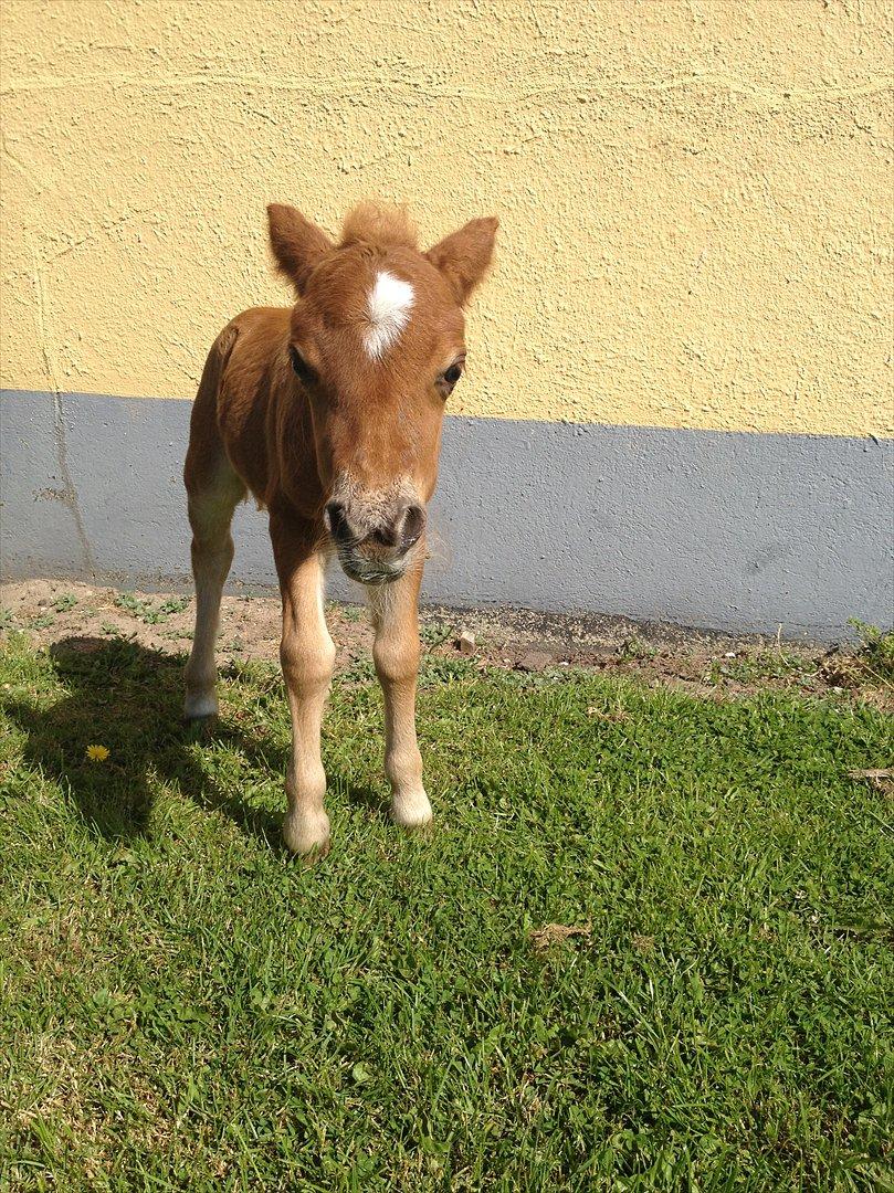 Anden særlig race Antos Maya billede 12