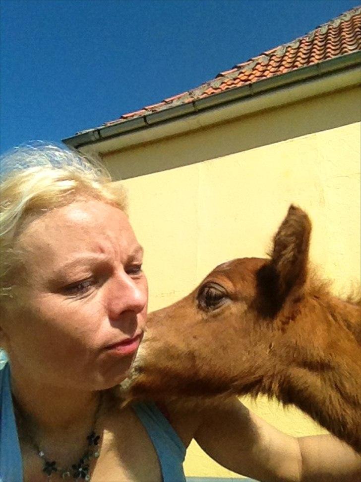 Anden særlig race Antos Maya billede 16