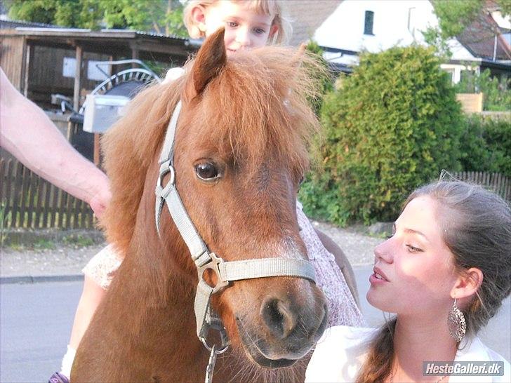 Shetlænder Coda *Troldepus* [Lånes] - Coda til min konfirmation han var så sød. billede 1