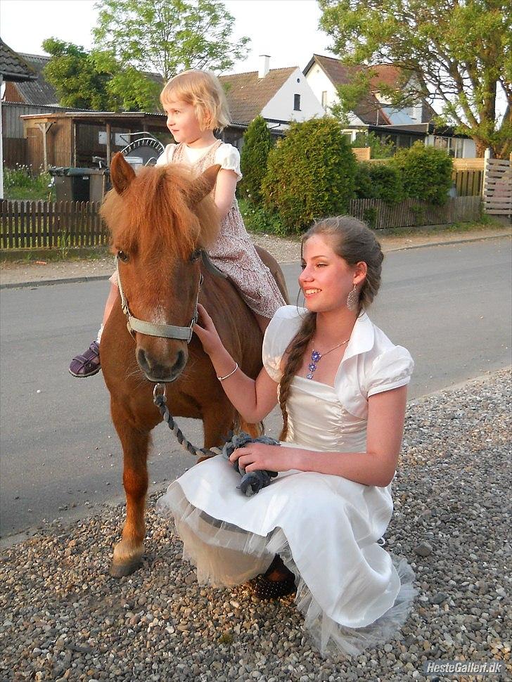 Shetlænder Coda *Troldepus* [Lånes] - Coda, mig og lille dejlige Freja på ryggen af ham.(Hun er 3 skal det lige siges) billede 8