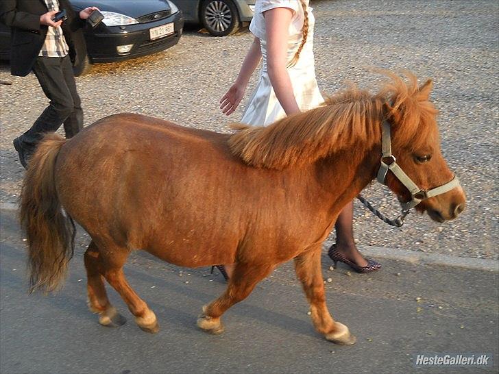 Shetlænder Coda *Troldepus* [Lånes] billede 12