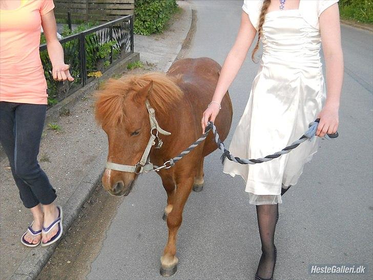 Shetlænder Coda *Troldepus* [Lånes] billede 19