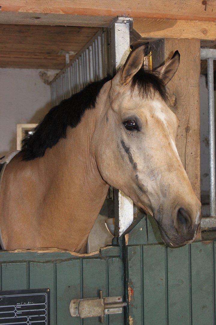 New Forest Lopik's Aiko - smukke pony :)  billede 2