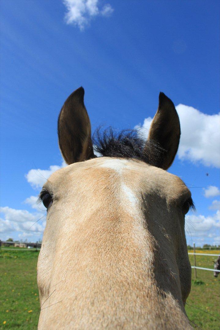 New Forest Lopik's Aiko - HEJJJJJ ! :)  billede 5