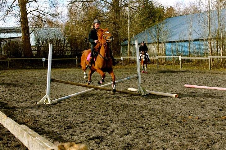 Fuldblod (XX) Dion D'or - 14) En lidt hidsig pony-hest? :D ja måske bare en smule haha :D skønne skønne hest :D billede 14