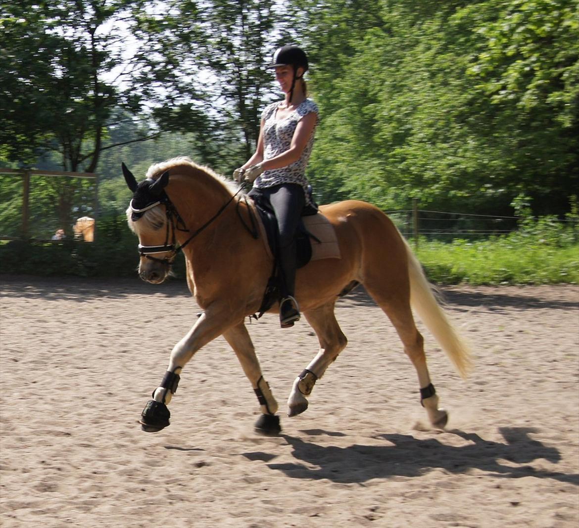Haflinger STACHUS - Stachus og jeg under træning  27 maj 2012. Fotograf: Cecilie Henning  billede 8