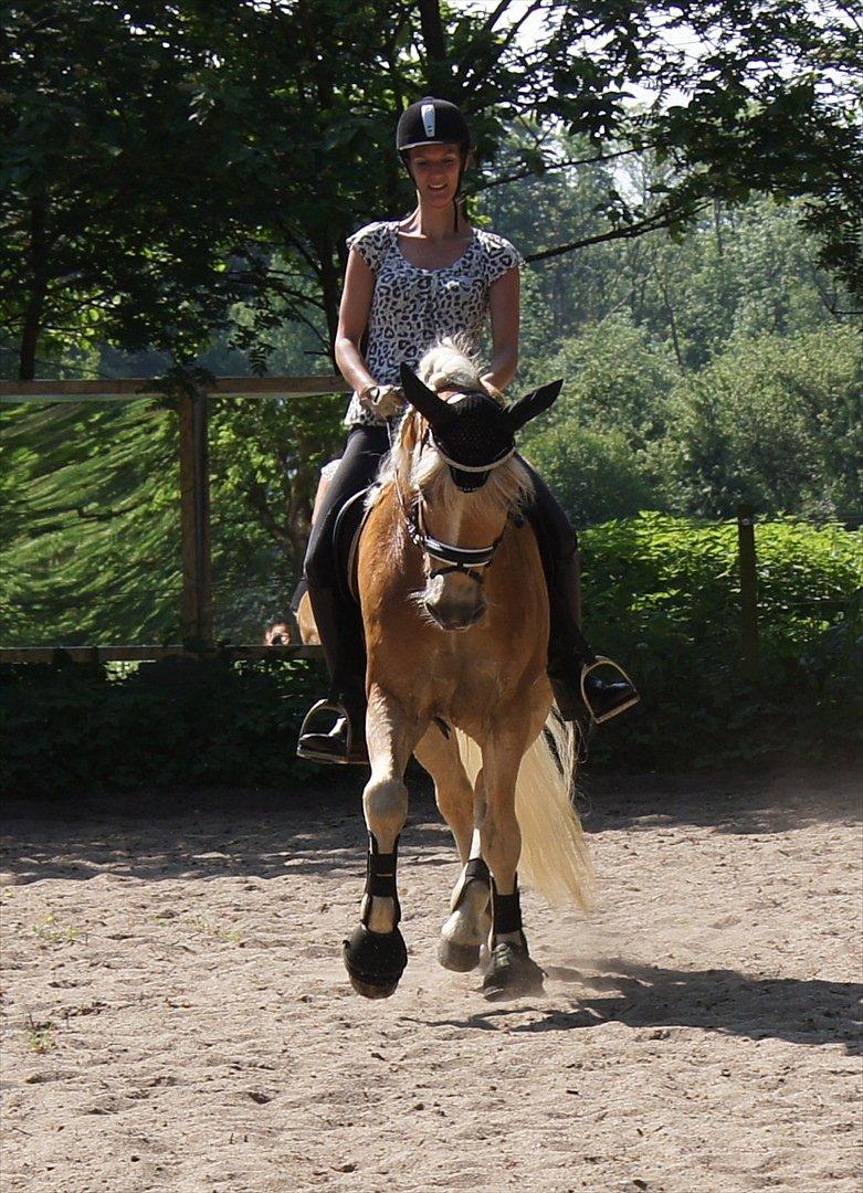 Haflinger STACHUS - Stachus og jeg under træning  27 maj 2012. Fotograf: Cecilie Henning  billede 18