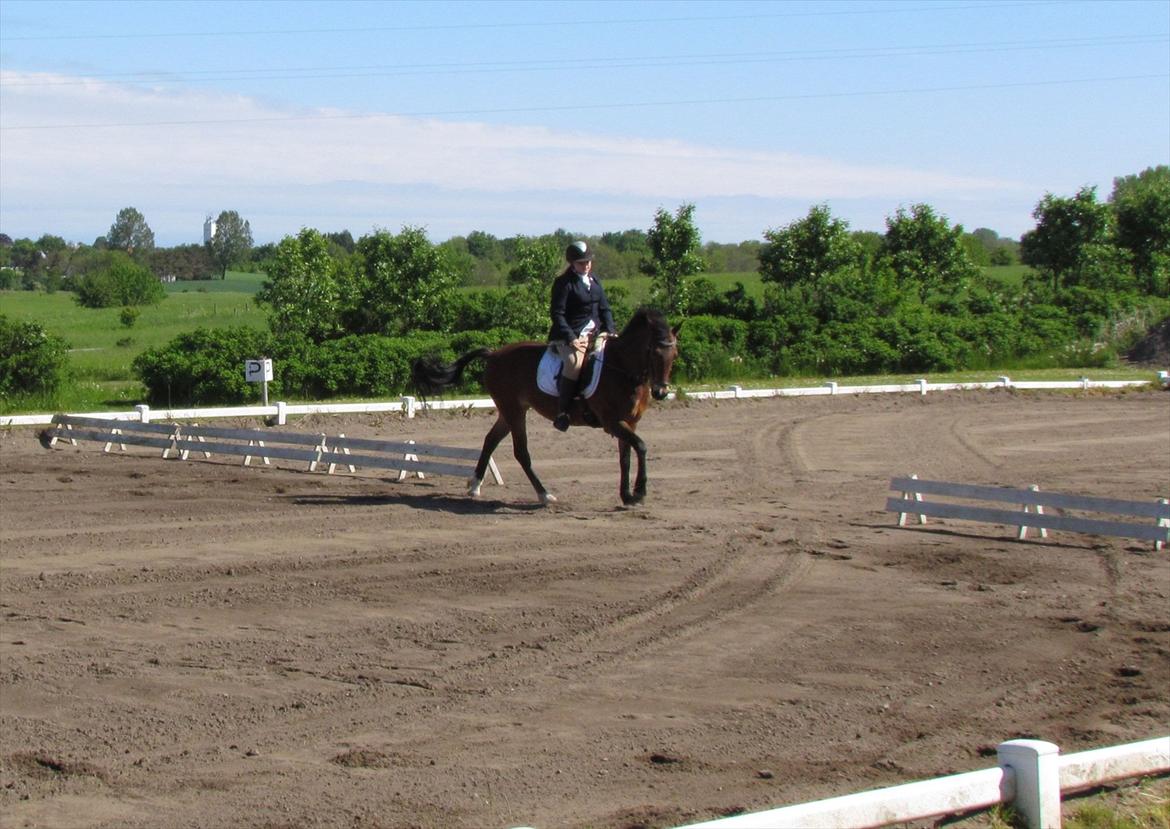 Anden særlig race Bitteby's Tulle.  - 1 plads. LC-klasse, LC1 til 62,91% d. 27/05-12. billede 16
