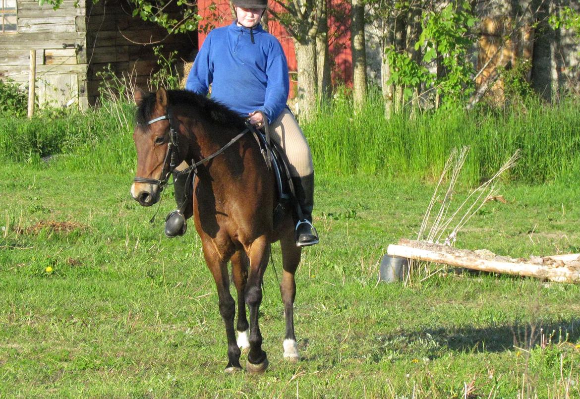 Anden særlig race Bitteby's Tulle.  billede 12