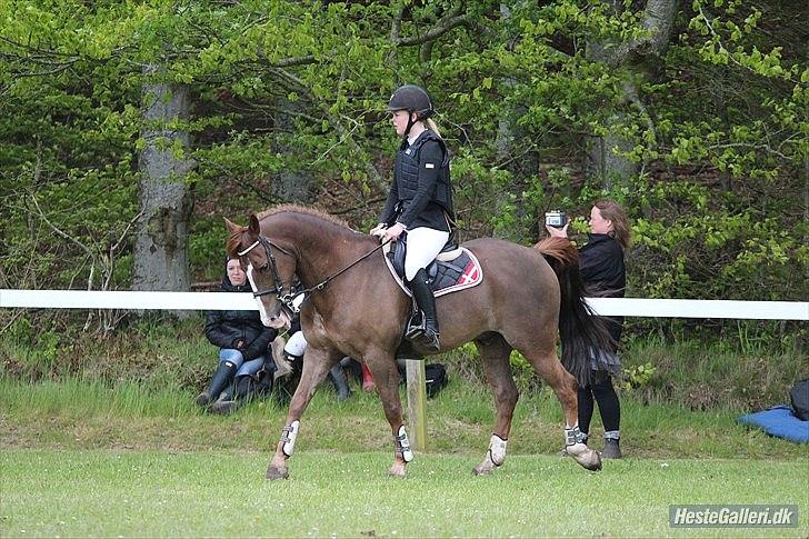 New Forest MISTY - Misty & Jeg - Morsø 2012. (MGT foto) billede 14