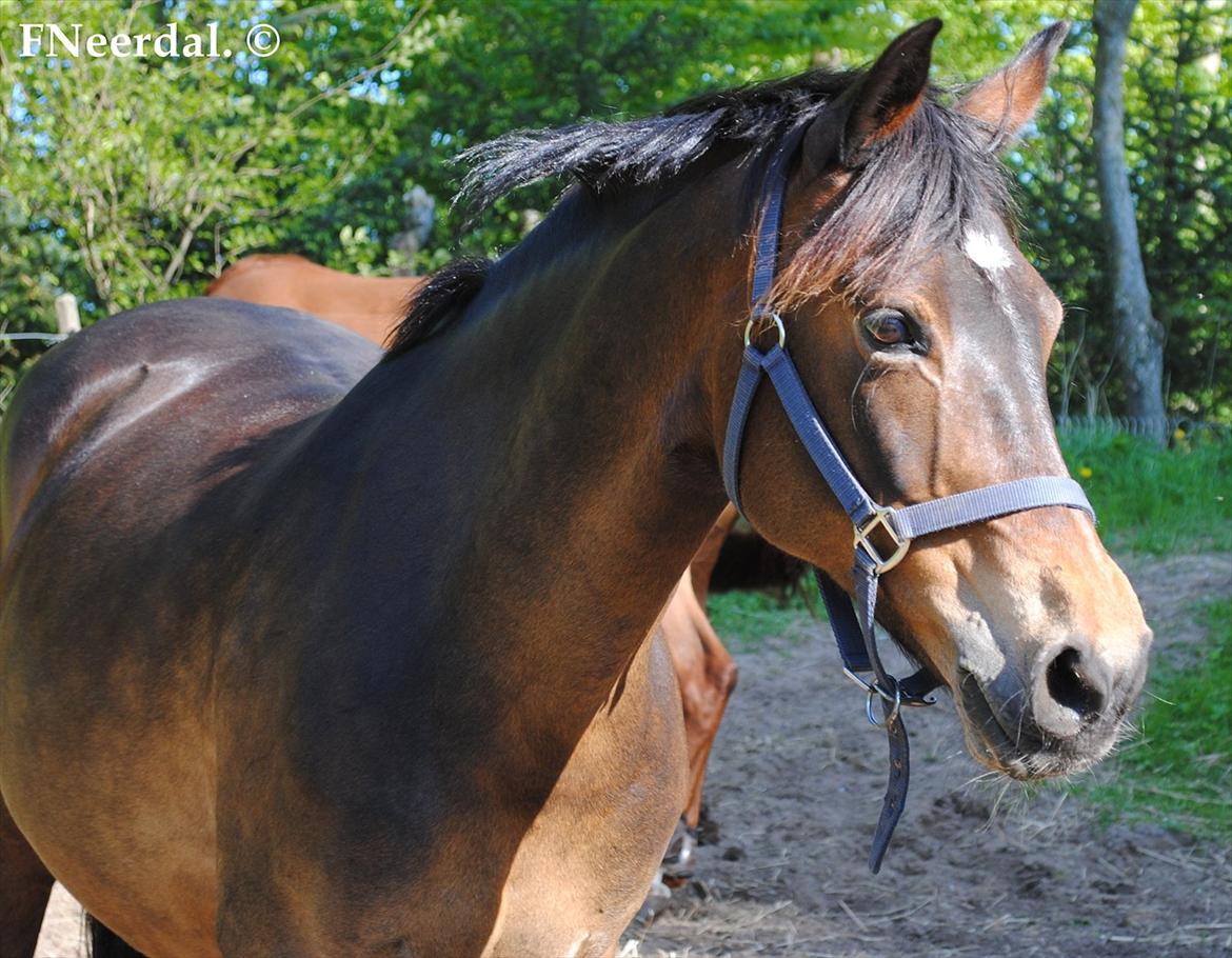 DSP Chanel - 18 Maj 2012. billede 14