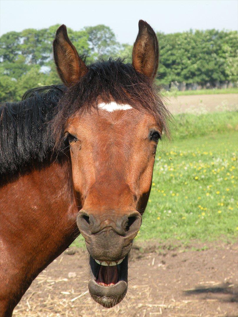 Anden særlig race Søndervangs Kentucky billede 2