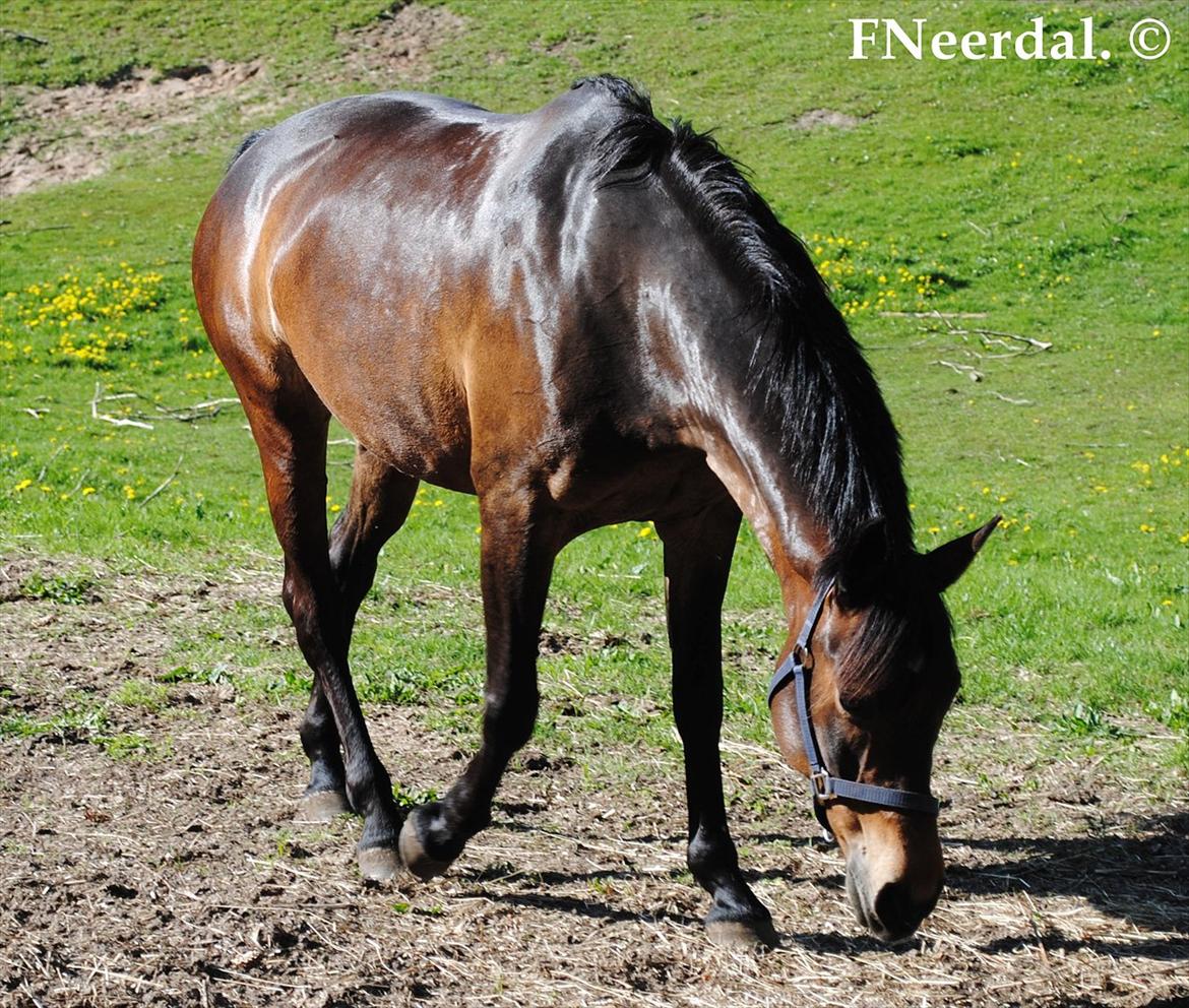 DSP Chanel - Sommer! <3
- 18 Maj 2012 billede 16