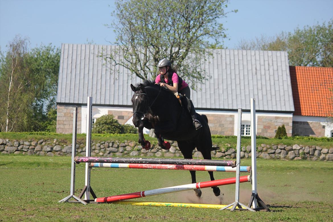 Oldenborg Cassiopeia (TUT) - Tut og hendes fantastiske springrytter!<3 billede 2