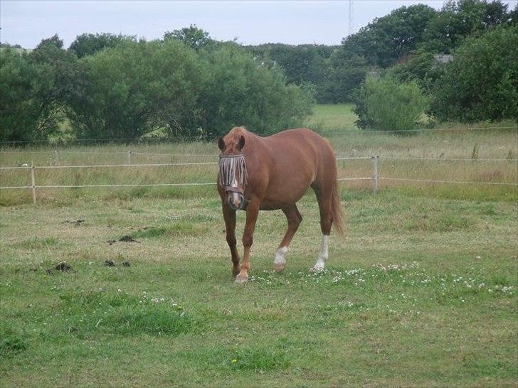 Oldenborg Bøgelys Dixi - Dixi derhjemme. billede 2