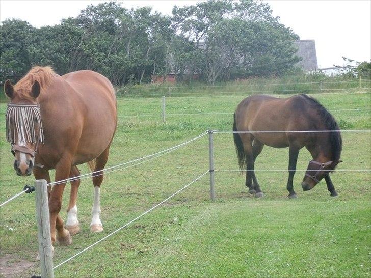 Oldenborg Bøgelys Dixi - Dixi og Milton. billede 3