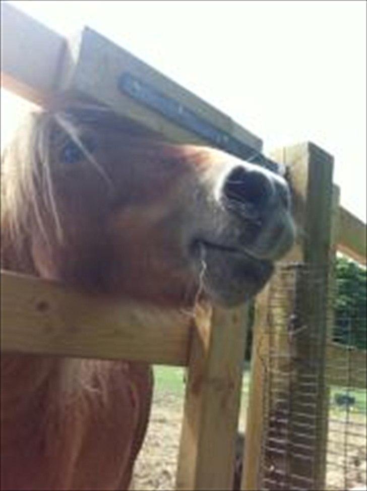 Shetlænder Sammy(Boy)<3 billede 8