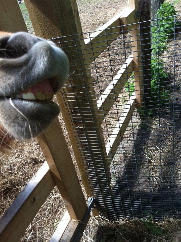 Shetlænder Sammy(Boy)<3 billede 9