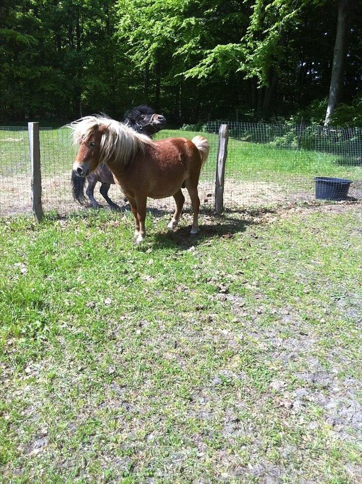 Shetlænder Sammy(Boy)<3 billede 10