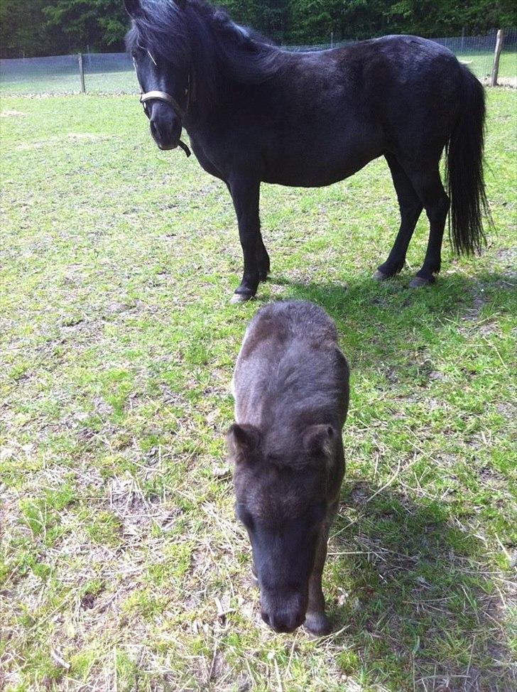 Shetlænder Nellie<3(Føl)<3<3<3 - Nellie og Fylla billede 10