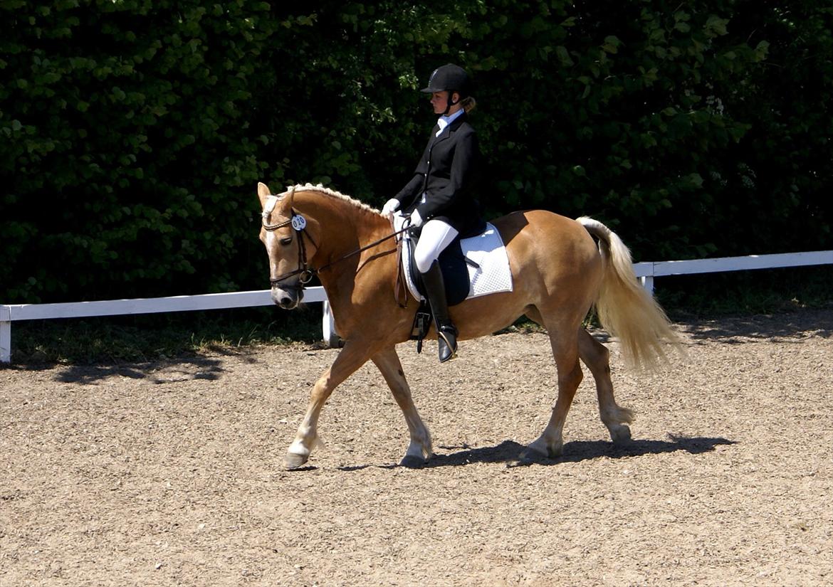 Haflinger Kløv's Paxi - Stævne på HMR d.27 maj 2012 - schenkelvigning.. billede 19