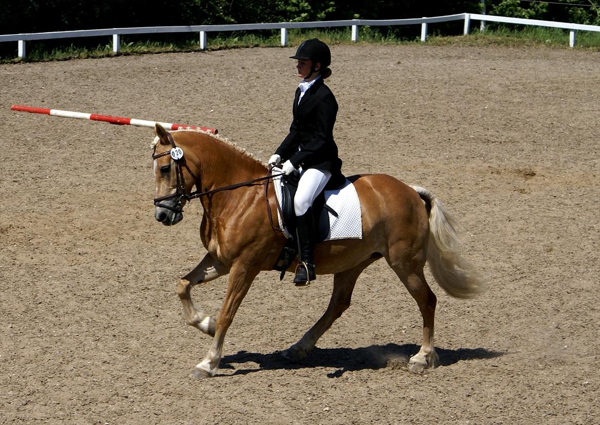 Haflinger Kløv's Paxi - Stævne på HMR d. 27 maj 2012 - gallop billede 1