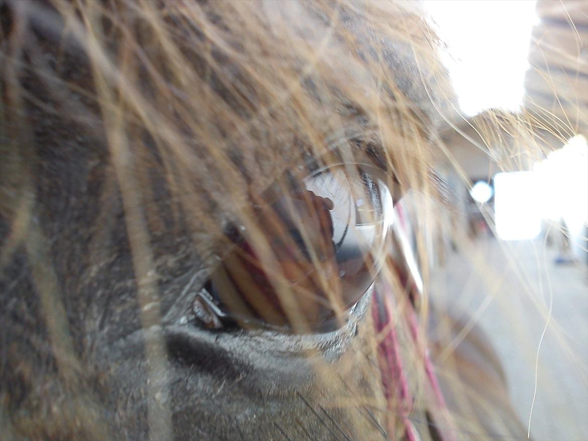 Anden særlig race Mickey fra Stald Borregaard - Mickey! you are my soul! <3 love you more than anything on this earth!

NEW! billede 2