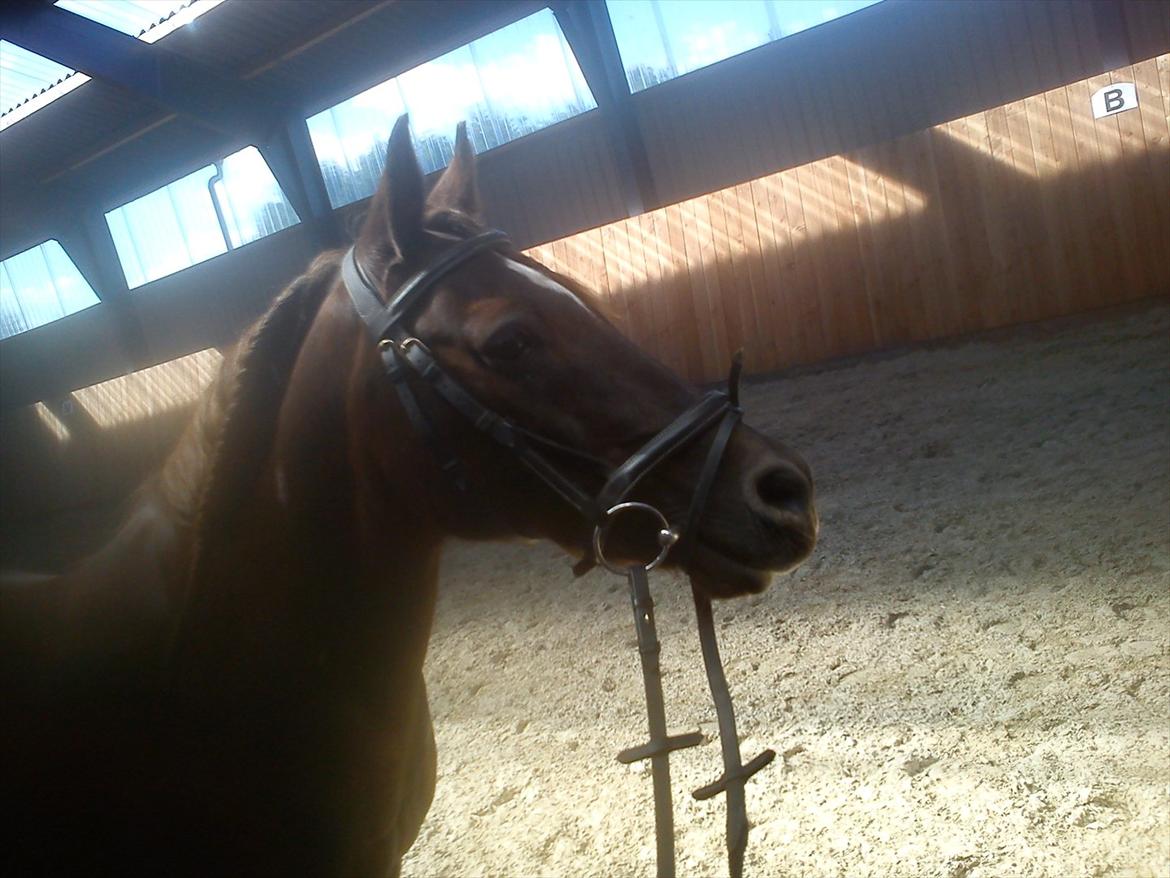 Anden særlig race Mickey fra Stald Borregaard - Mickey med hovedetøj! NYT! billede 10