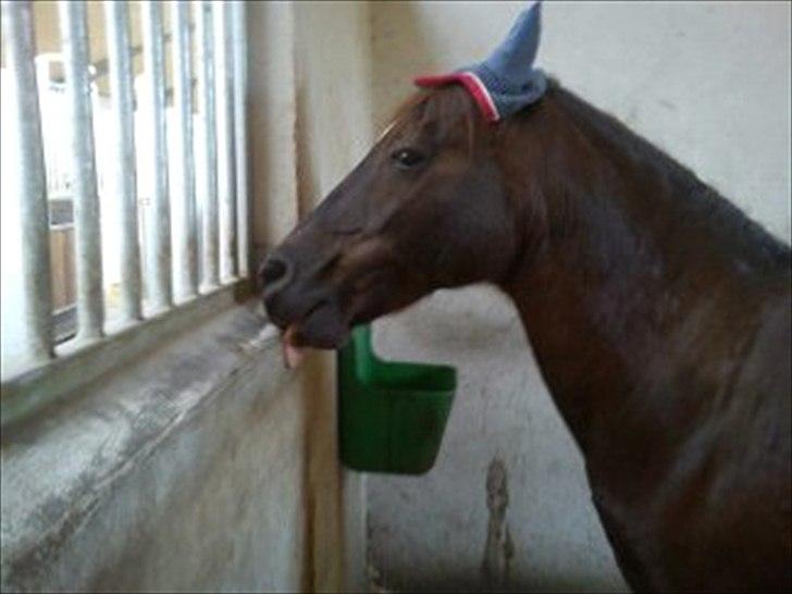 Anden særlig race Mickey fra Stald Borregaard - You are not in doubt when you experience true love and live! <3
NYT! billede 11