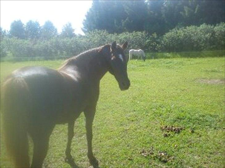 Anden særlig race Mickey fra Stald Borregaard - Mickey efter ´arbejde´ Nu med fletninger.
NYT! billede 12