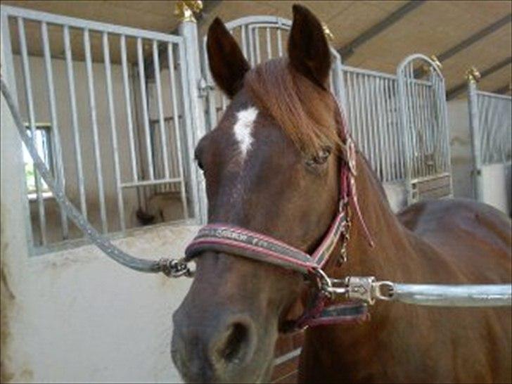 Anden særlig race Mickey fra Stald Borregaard - Mickey idag den 27 maj! LOVE YOU SO MOTCH! <3 
NYT! billede 13