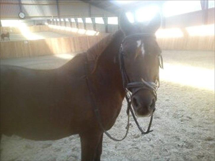 Anden særlig race Mickey fra Stald Borregaard - Går du allerede!? 
<3 NYT! billede 14