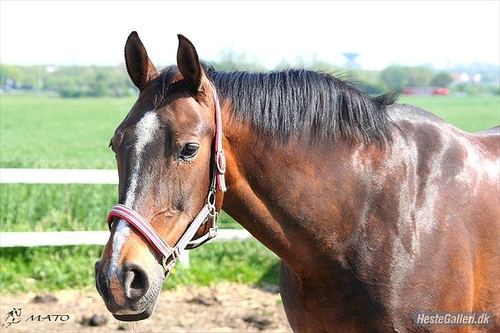 Oldenborg Bella billede 6