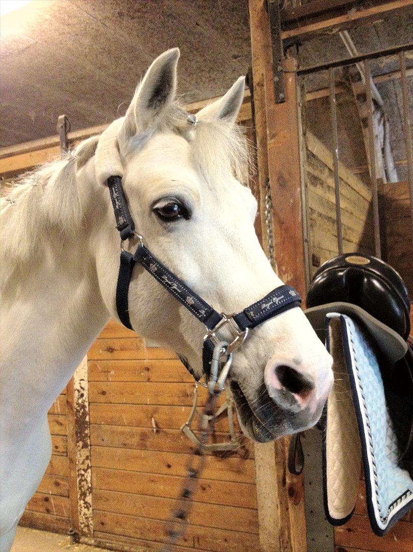 Connemara Columbine<3 - Efter stævnet... Hun virker måske liidt træt<3<3<3 billede 1