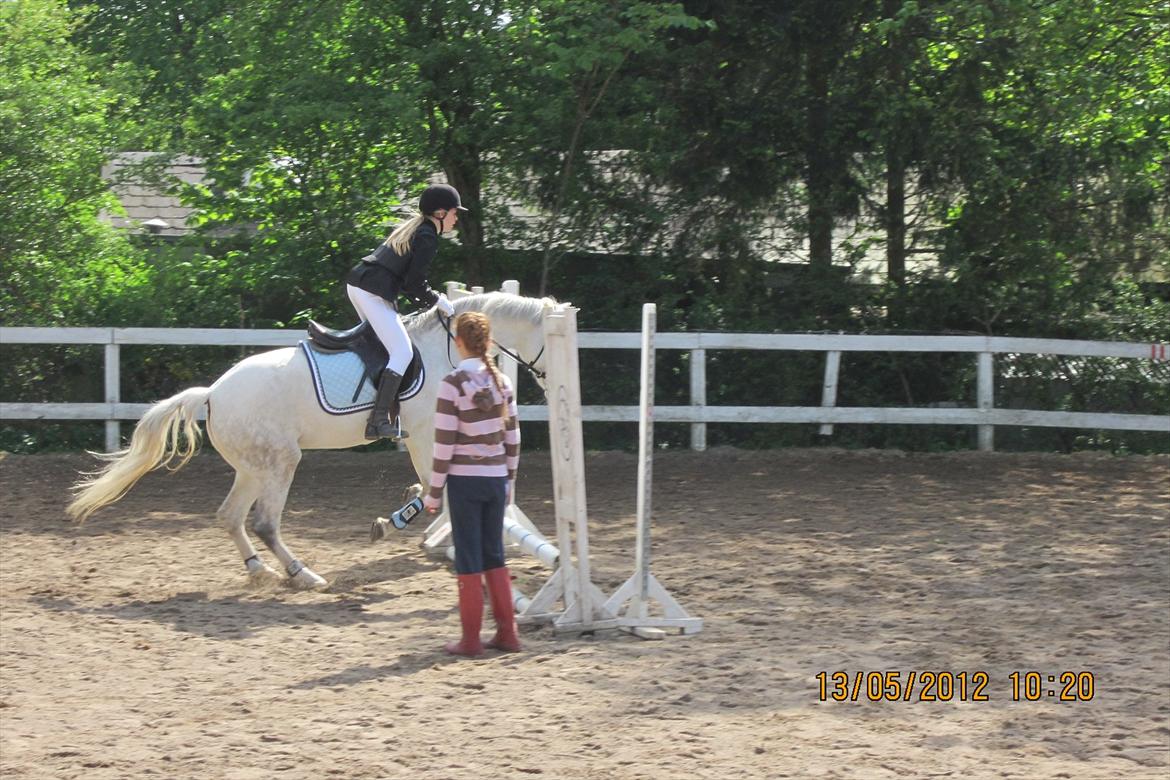 Connemara Columbine<3 - Spring Stævne;) billede 4