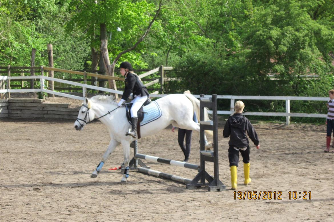 Connemara Columbine<3 - Spring Stævne<3 billede 5