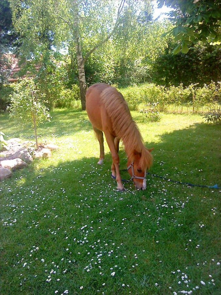 Anden særlig race Nice Surprice - Vi er en tur hjemme i haven:) billede 12