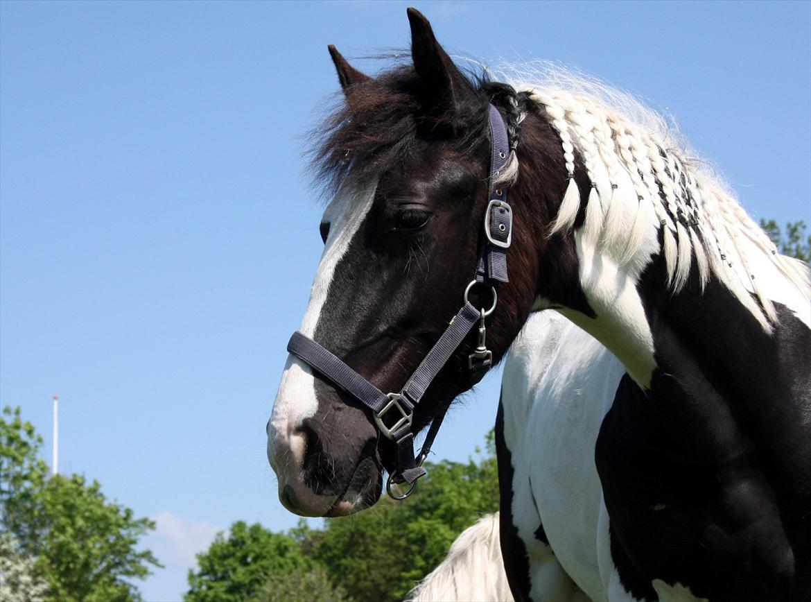 Tobiano Friesian - Amigo | Skovbjerggårds Frieser | - Charmetrolden på hans 1 års fødselsdag (den 27. maj 2012) ♥ billede 7