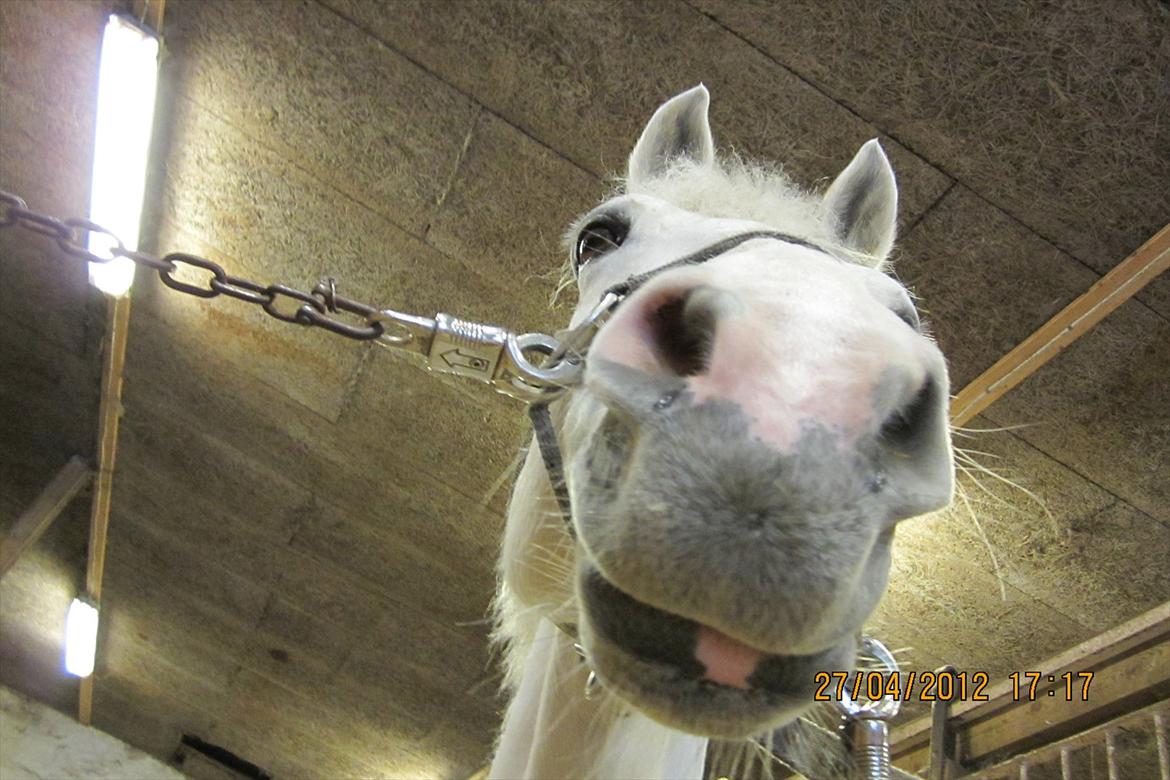 Connemara Columbine<3 - Mule-Potræt<3<3<3 billede 7